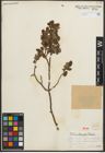 Foto von Salix oritrepha C. K. Schneid.